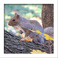 squirrel in attic